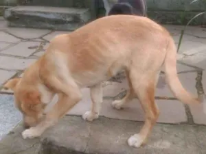 Cachorro raça Boxer com Vira lata idade 2 a 6 meses nome Nina