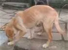 Cachorro raça Boxer com Vira lata idade 2 a 6 meses nome Nina