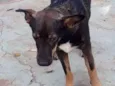 Vitorio
