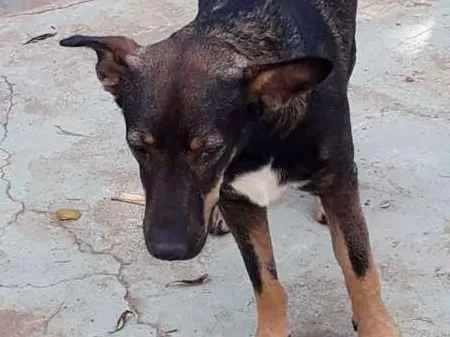 Cachorro raça SRD idade 1 ano nome Vitorio