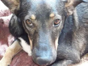 Cachorro raça SRD idade 1 ano nome Vitorio