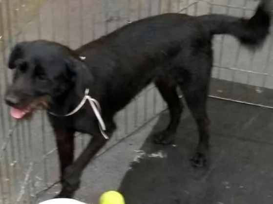 Cachorro ra a  idade 2 anos nome Dalila