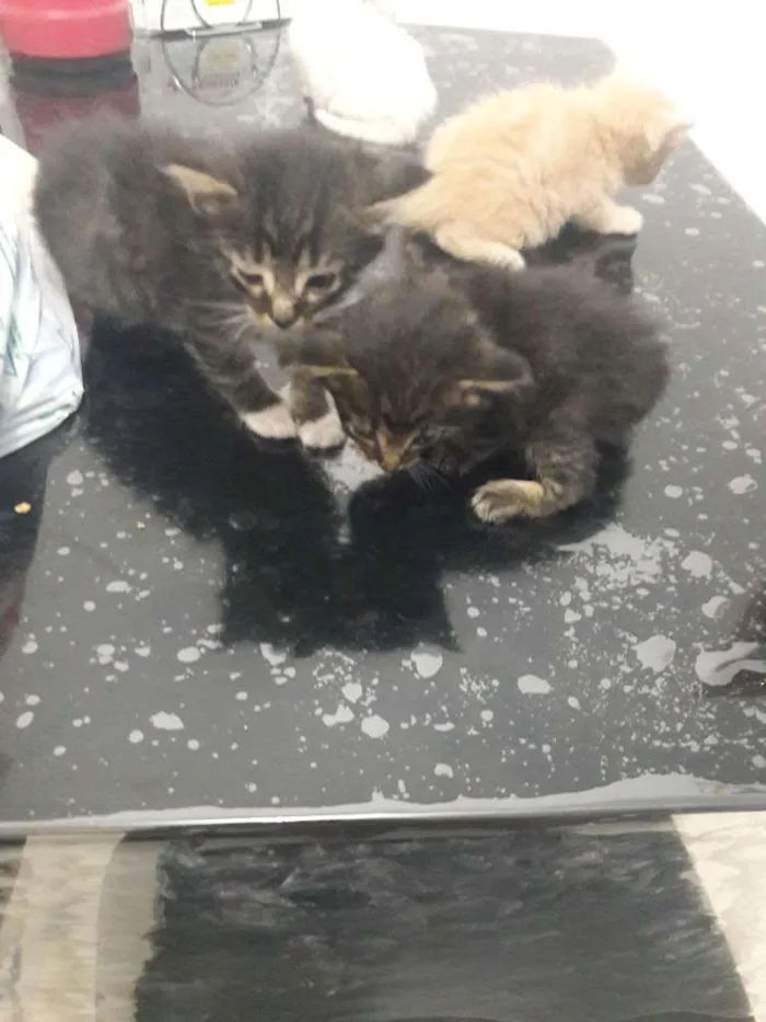 Gato ra a Sem raca idade Abaixo de 2 meses nome Não tem nome 
