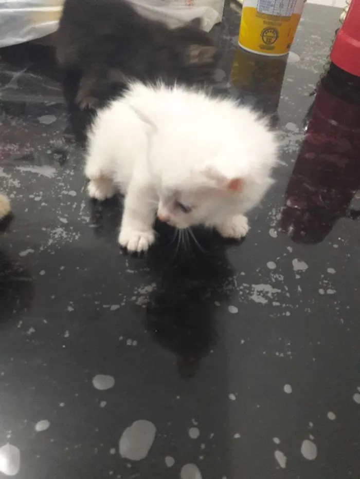 Gato ra a Sem raca idade Abaixo de 2 meses nome Não tem nome 