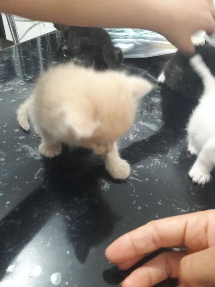 Gato ra a Sem raca idade Abaixo de 2 meses nome Não tem nome 