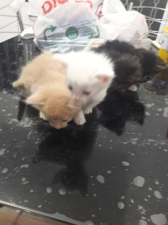 Gato ra a Sem raca idade Abaixo de 2 meses nome Não tem nome 