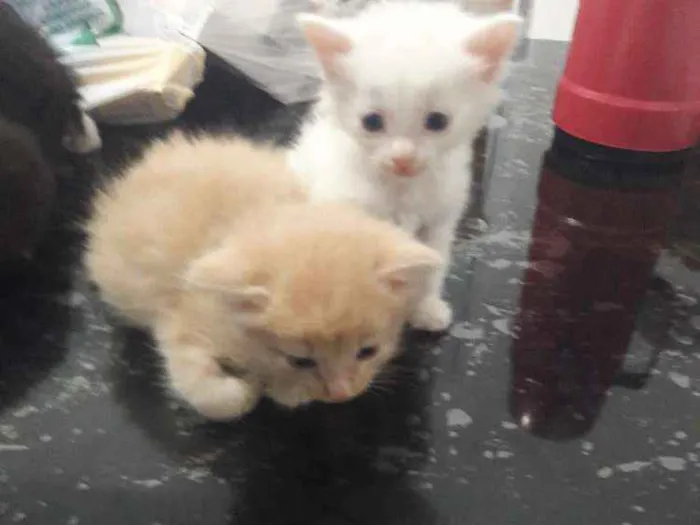 Gato ra a Sem raca idade Abaixo de 2 meses nome Não tem nome 