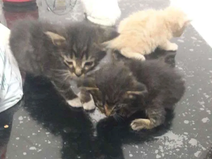 Gato ra a Sem raca idade Abaixo de 2 meses nome Não tem nome 