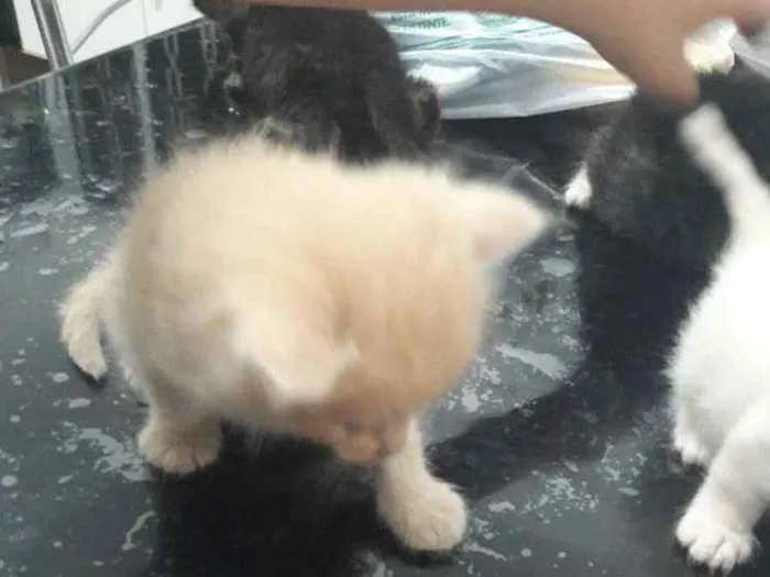 Gato ra a Sem raca idade Abaixo de 2 meses nome Não tem nome 