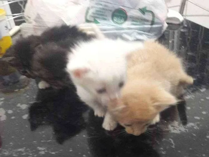 Gato ra a Sem raca idade Abaixo de 2 meses nome Não tem nome 