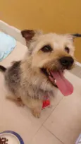 Benji