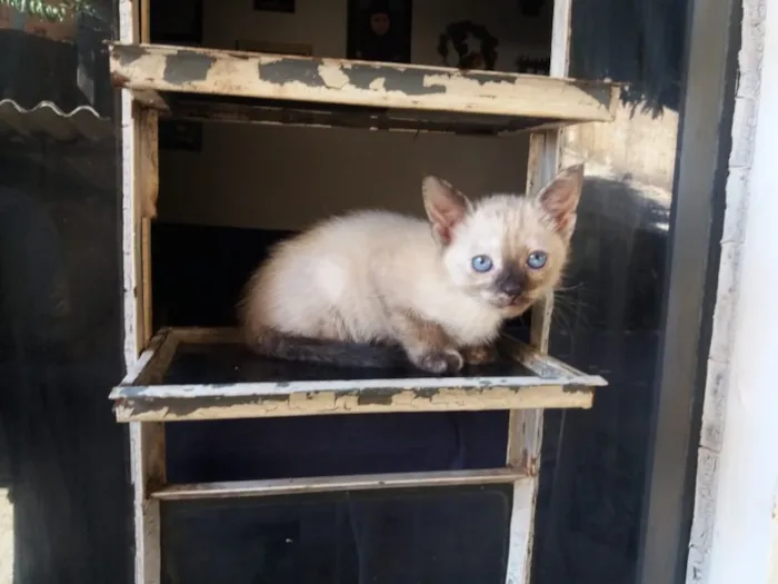 Gato ra a Gato  idade 2 a 6 meses nome Cocada 