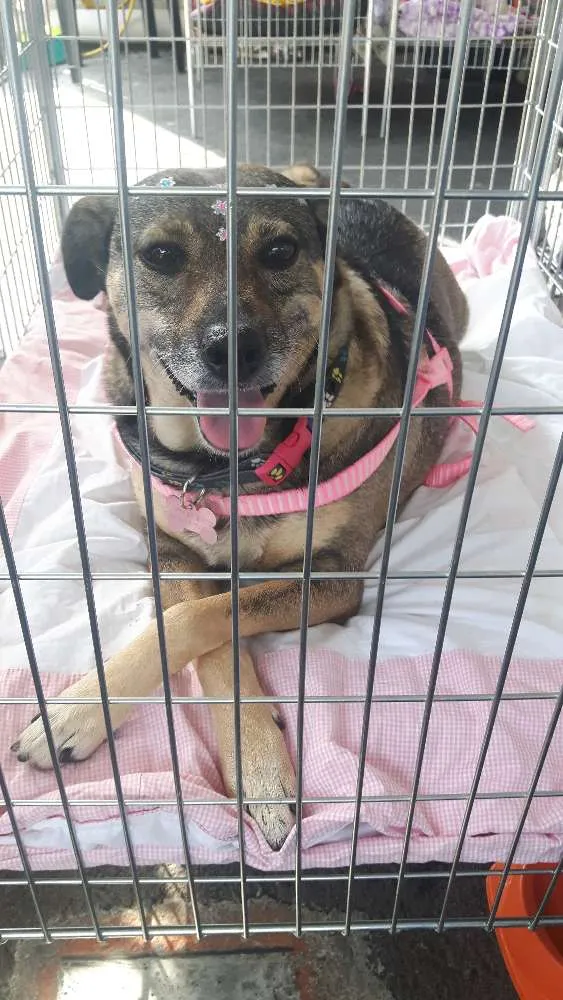 Cachorro ra a Sem raça definida idade 4 anos nome Maya