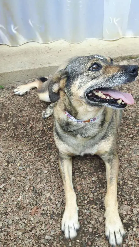 Cachorro ra a Sem raça definida idade 4 anos nome Maya