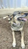 Maya