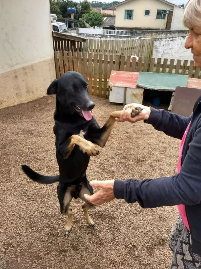 Cachorro ra a Sem raça definida idade 1 ano nome Zezinho