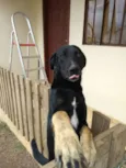 Zezinho