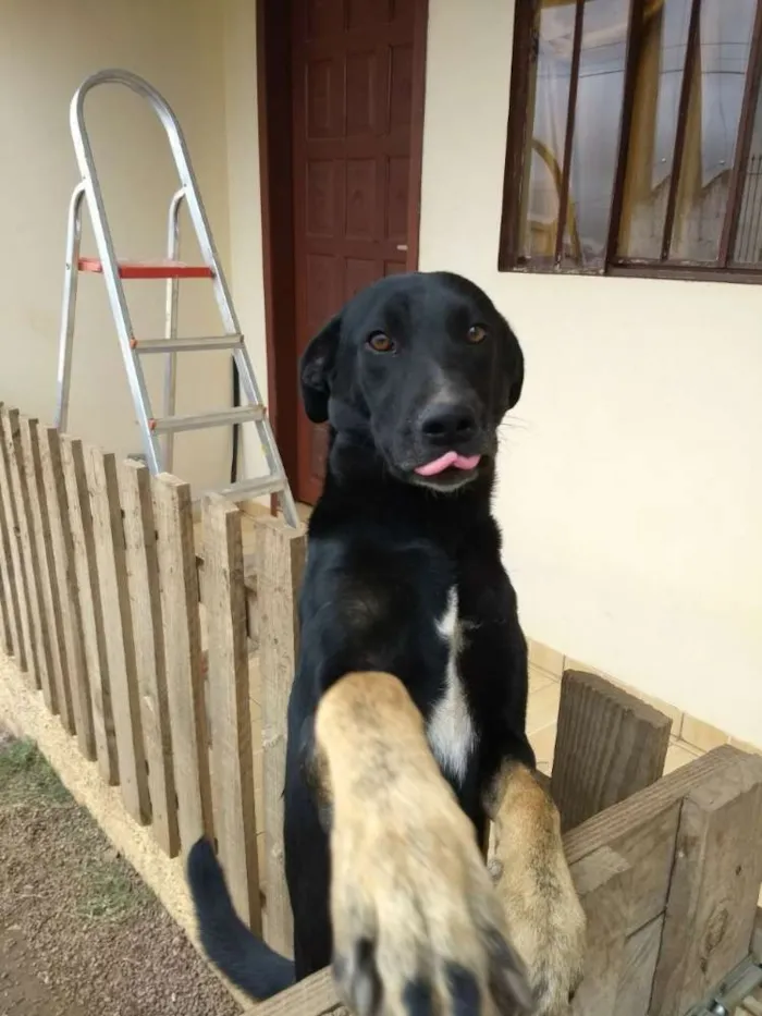 Cachorro ra a Sem raça definida idade 1 ano nome Zezinho
