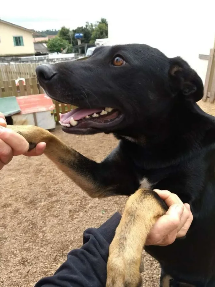 Cachorro ra a Sem raça definida idade 1 ano nome Zezinho