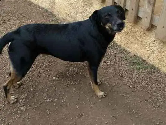 Cachorro ra a Sem raça definida idade 2 anos nome Luna