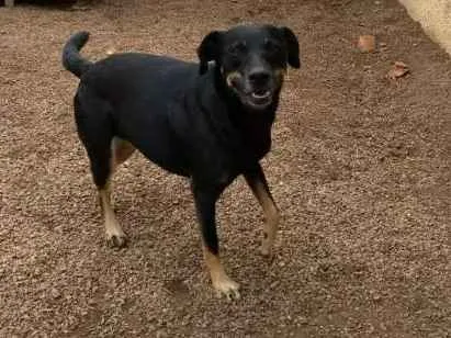 Cachorro ra a Sem raça definida idade 2 anos nome Luna