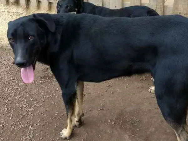 Cachorro ra a Sem raça definida idade 1 ano nome Zezinho