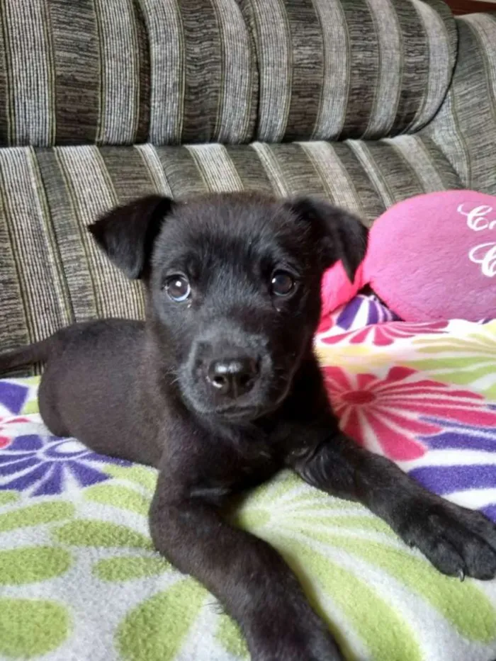 Cachorro ra a Sem raça definida idade 2 a 6 meses nome Belinha