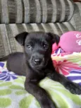 Belinha