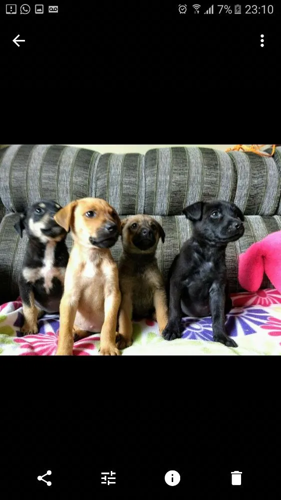 Cachorro ra a Sem raça definida idade 2 a 6 meses nome Belinha