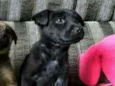Belinha