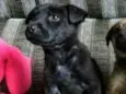 Belinha
