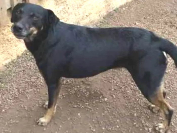 Cachorro ra a Sem raça definida idade 2 anos nome Luna