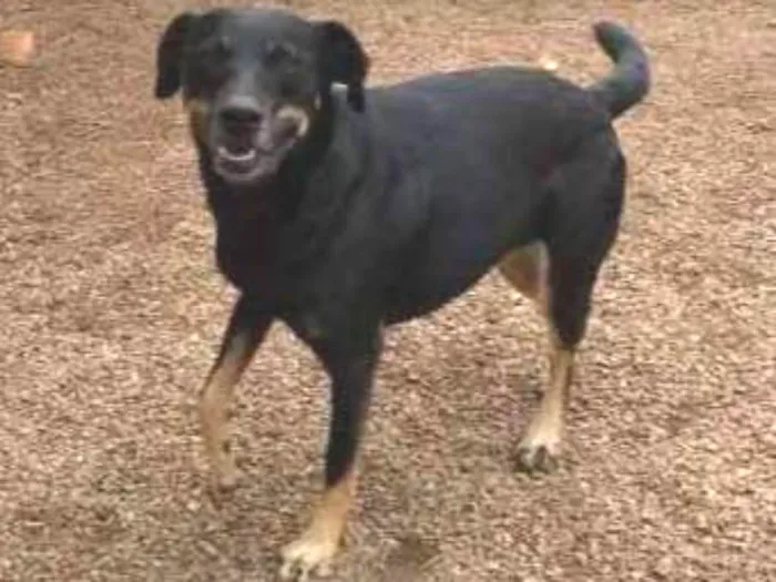Cachorro ra a Sem raça definida idade 2 anos nome Luna