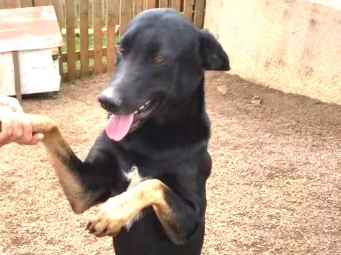 Cachorro ra a Sem raça definida idade 1 ano nome Zezinho