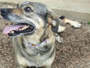 Cachorro raça Sem raça definida idade 4 anos nome Maya