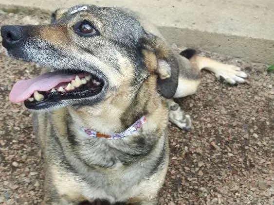 Cachorro ra a Sem raça definida idade 4 anos nome Maya
