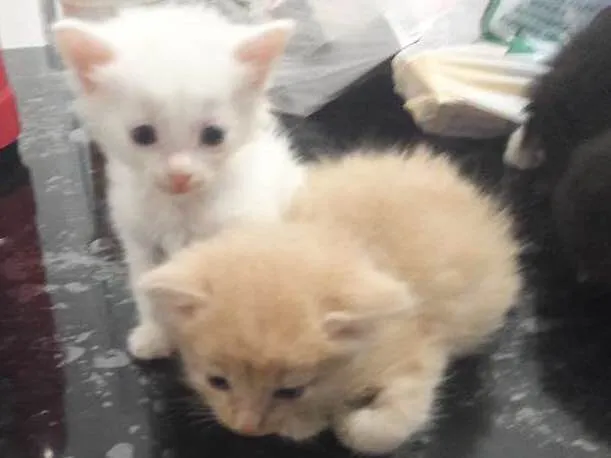 Gato ra a Sem raca idade Abaixo de 2 meses nome Não tem nome 