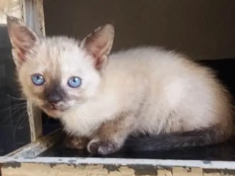 Gato ra a Gato  idade 2 a 6 meses nome Cocada 