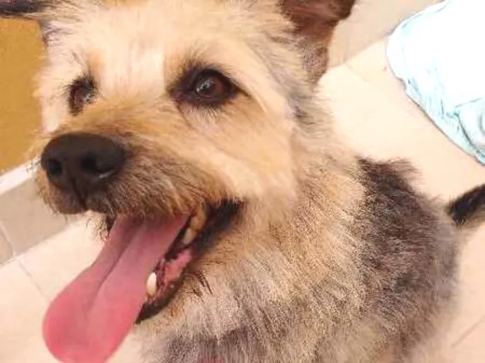 Cachorro ra a Indefinida. Parece com o Benji idade 3 anos nome Benji
