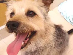 Cachorro raça Indefinida. Parece com o Benji idade 3 anos nome Benji