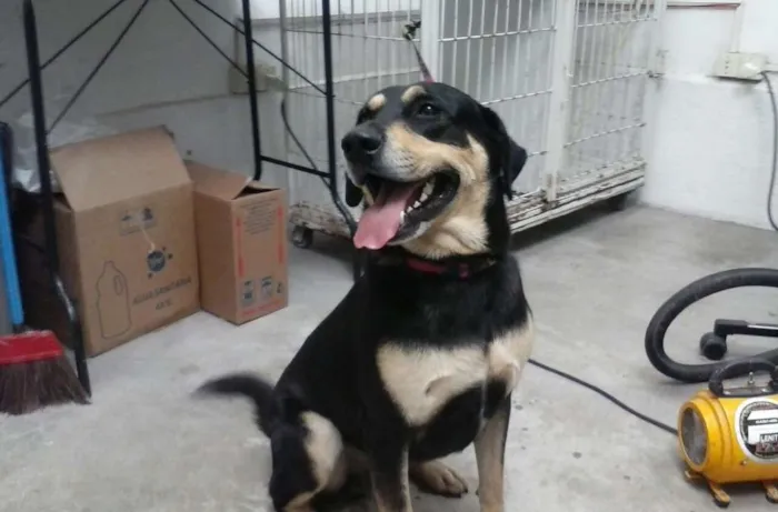 Cachorro ra a Mestiço  idade 2 anos nome Toro