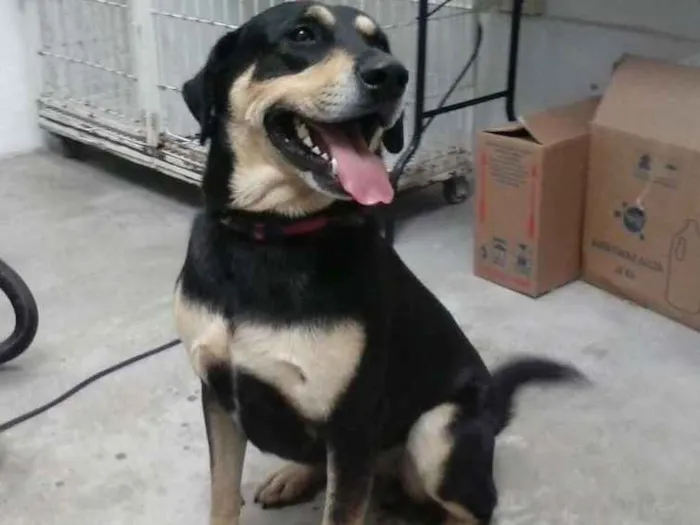 Cachorro ra a Mestiço  idade 2 anos nome Toro