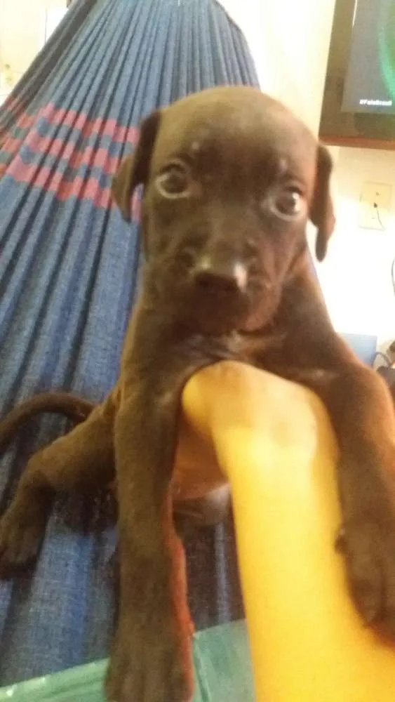Cachorro ra a Srd idade  nome Bongy