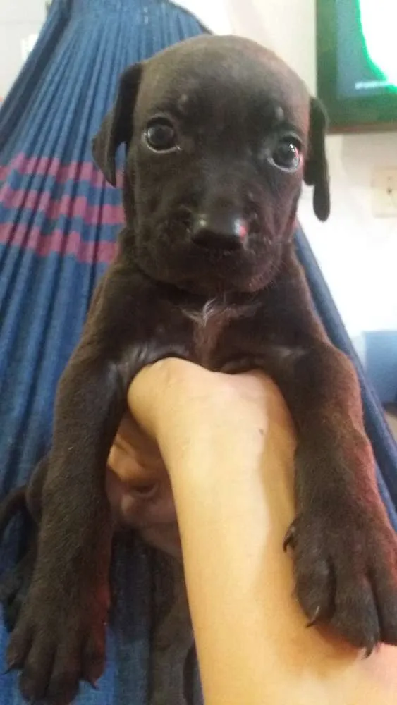 Cachorro ra a Srd idade  nome Bongy