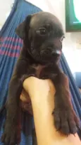 Bongy