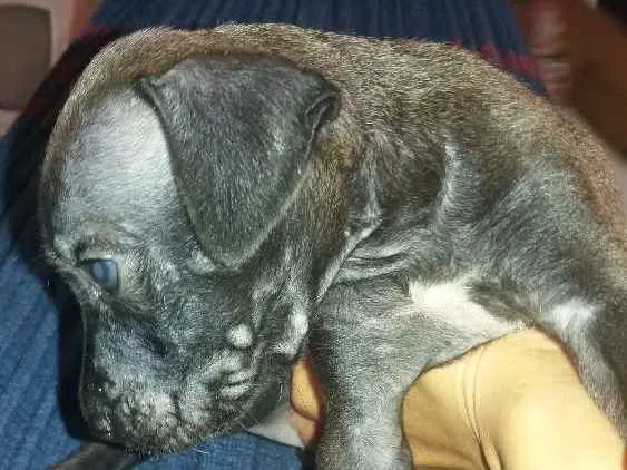 Cachorro ra a Srd idade  nome Bongy