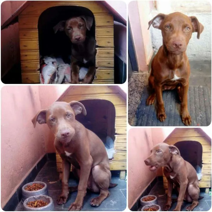 Cachorro raça Labrador mestiço idade 2 a 6 meses nome Mel