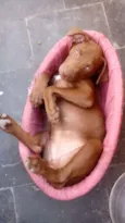 Mel