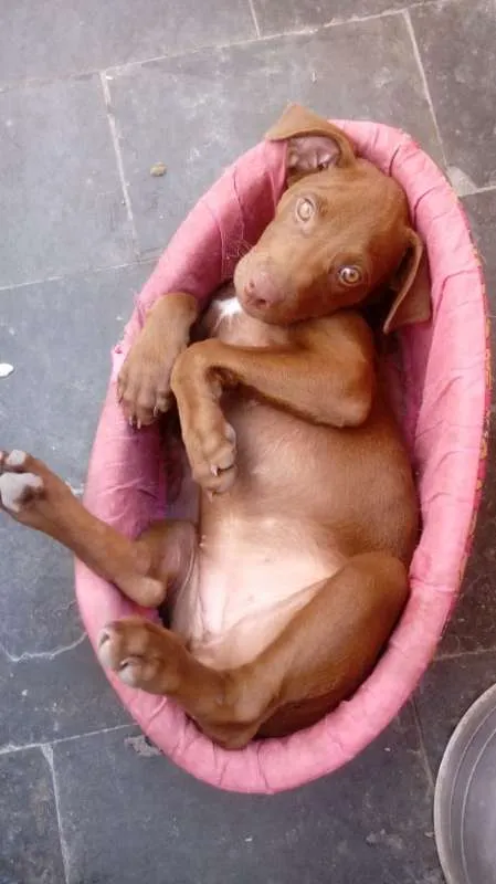Cachorro raça Labrador mestiço idade 2 a 6 meses nome Mel