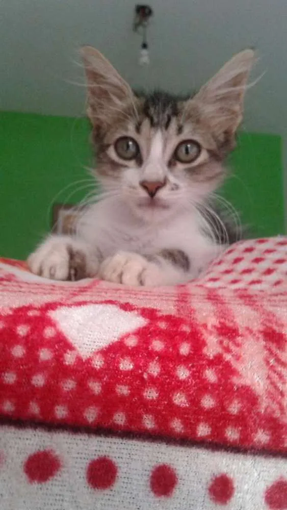 Gato ra a  idade Abaixo de 2 meses nome Pudim Hero